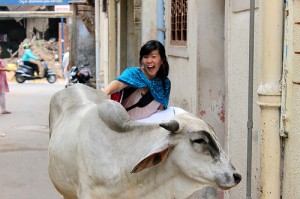 Hui following cows during her internship in Gujarat in the summer of 2011