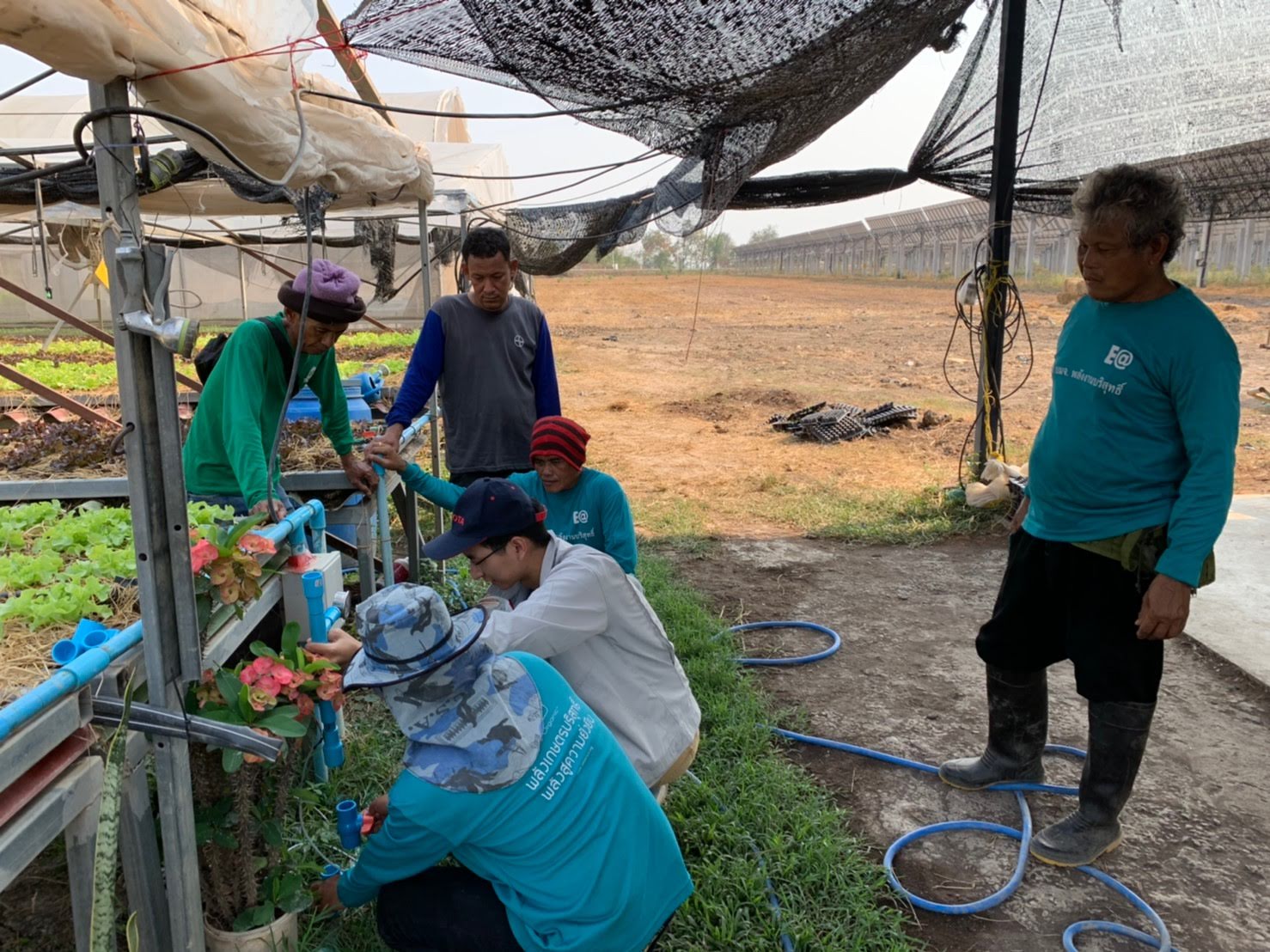 Praphanphoj (white shirt) working at a greenhouse in Bangkok with Energy Absolute PLC (courtesy photo)