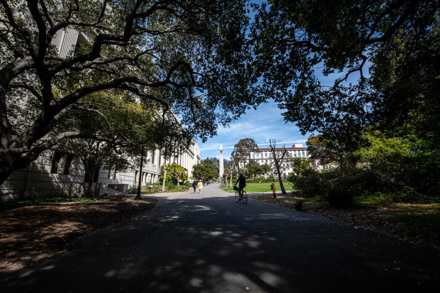 Scenic view of Berkeley grounds. A wide path lined with trees leads to the campanile. The path is shaded by the canopy of large trees, casting shadows on the ground. Several people are walking and cycling along the path, enjoying the sunny day.