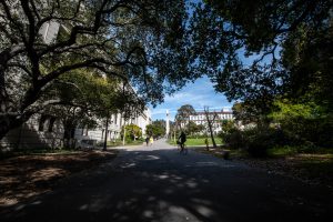 Scenic view of Berkeley grounds. A wide path lined with trees leads to the campanile. The path is shaded by the canopy of large trees, casting shadows on the ground. Several people are walking and cycling along the path, enjoying the sunny day.